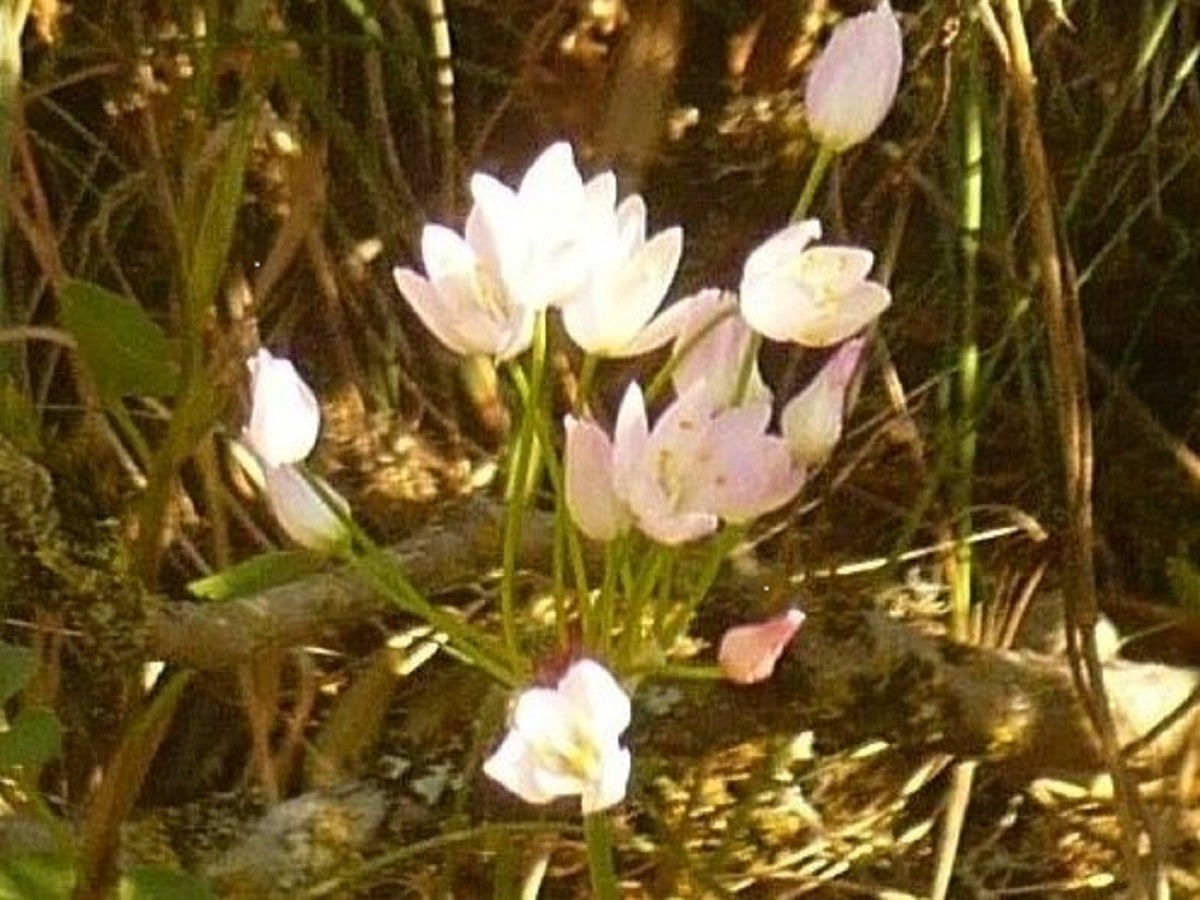 Allium roseum subsp. roseum (Amaryllidaceae)